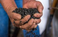 Anuncia Agricultura incremento del precio de garantía del frijol